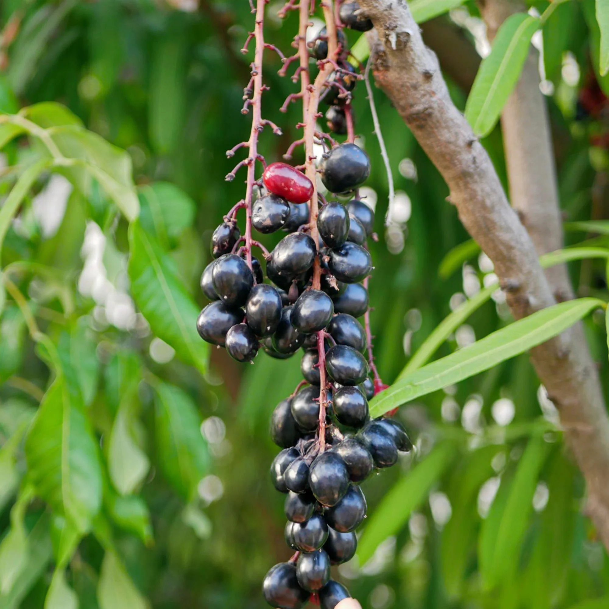 Τζαμπολάν - JAMBOLAN (Syzygium cumini) - 2